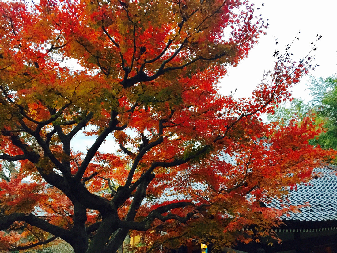 The Beauty of Autumn Leaves in Japan