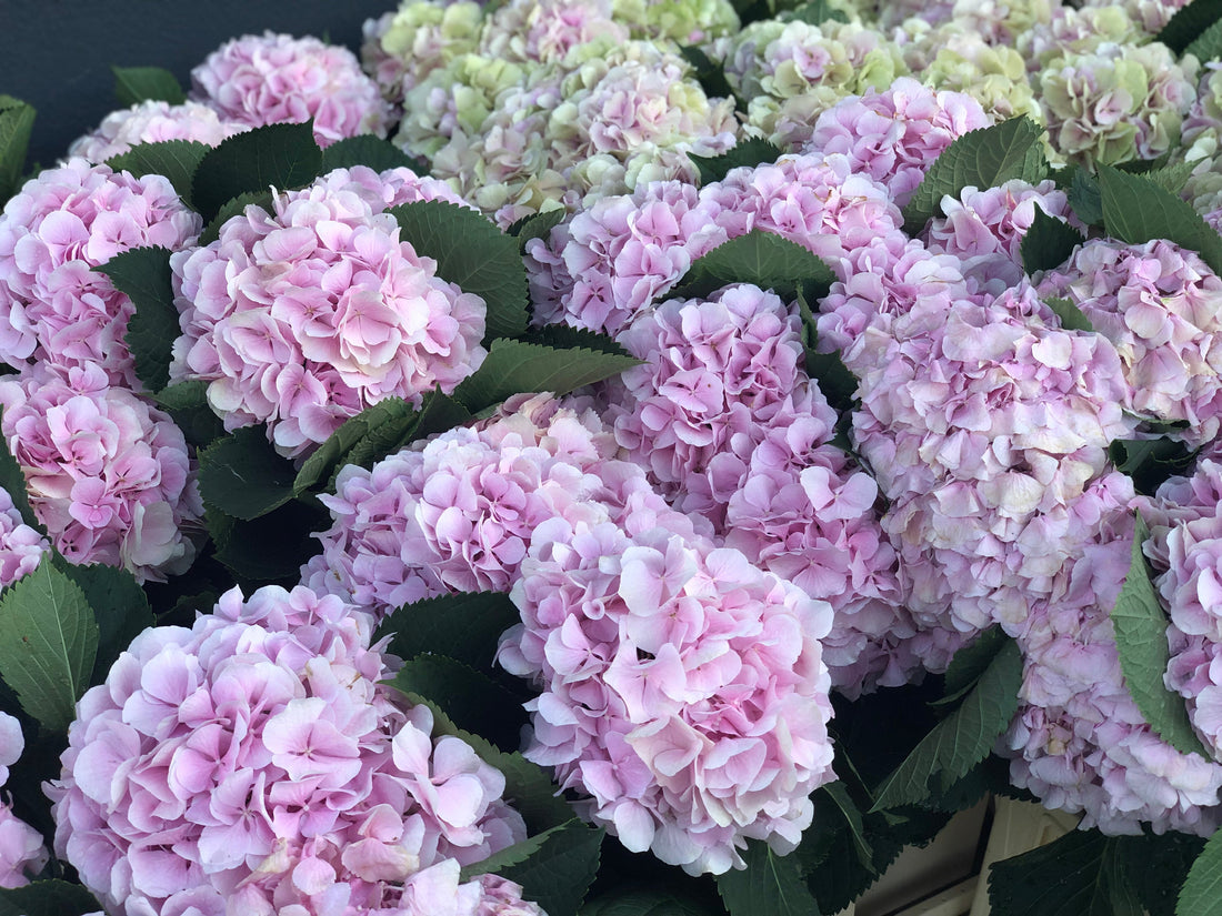 I Thought Hydrangeas Belonged to Japan