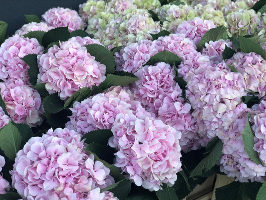 I Thought Hydrangeas Belonged to Japan