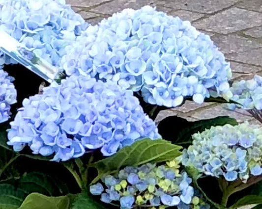 I Thought Hydrangeas Belonged to Japan